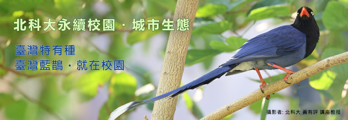 科技與自然，在校園裡共生，臺灣藍鵲現身北科大，都市裡的珍稀身影